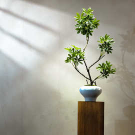 海虹景品鸭脚木仿真绿植高端轻奢桌面客厅茶室玄关小型盆栽景摆件