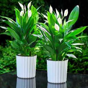 ✅ White Palm Potted Plants Are Smooth Sailing, Hydroponic Plants Are Easy to Grow Indoors, Large Potted Green Plants, Water-Cultured Anthurium, Easy to Grow in All Seasons