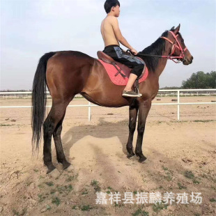 ����ɫ���^���R��Ѫ�R���w��Ѫ�R�R�x�r��Ѫ�R�������R�N�R����