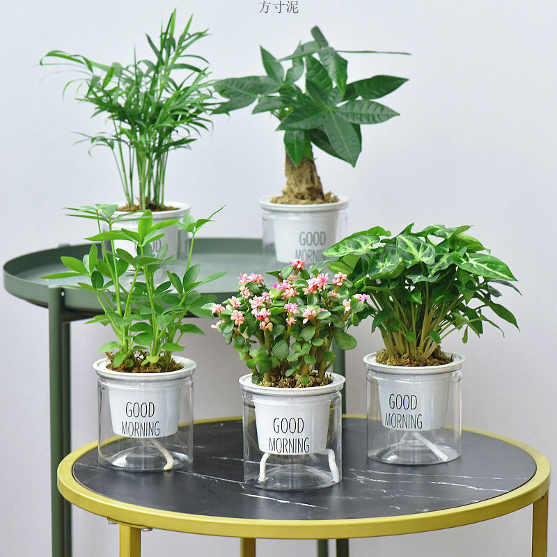 绿植盆栽花卉室内好财树办公室吊兰栀子花绿萝水培小多肉植物批发