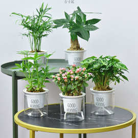 绿植盆栽花卉室内好财树办公室吊兰栀子花绿萝水培小多肉植物批发