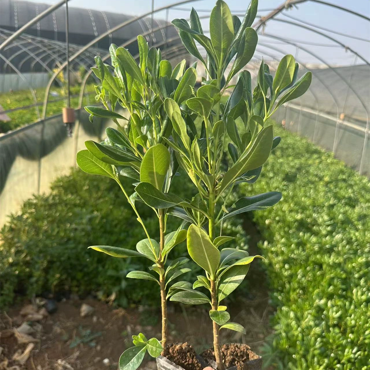 Саженцы деревьев Haitong вечнозеленые круглый год озеленение двора Проект ароматической живой изгороди Haitong саженцы морозостойкие саженцы забора