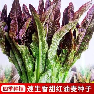 �ļ����~�������˷N�����~���������̨���Լtɫ�ͺ��߲˷N���r