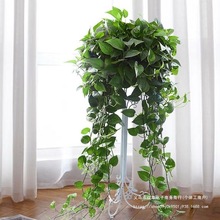 ����Gֲ���~ֲ���҃��L�پG�}�ش��軨�������·�����ֲ�����ȩ