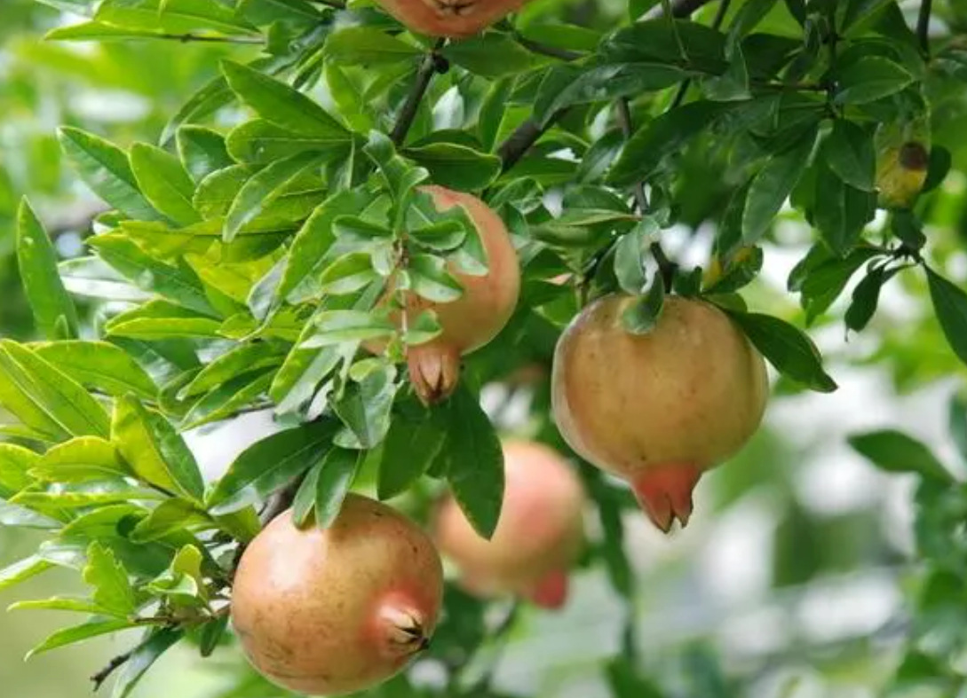 ���������ʯ���Ƥ��ȡ��ACNESIUM