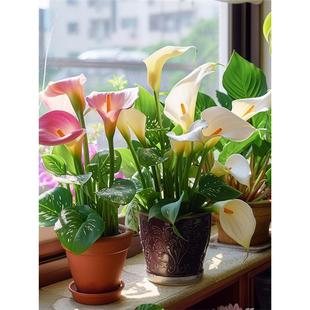Colorful Calla Lily Bulbs Imported Indoor and Outdoor Potted Perennial High-End Four-Season Flowering Flower Plants