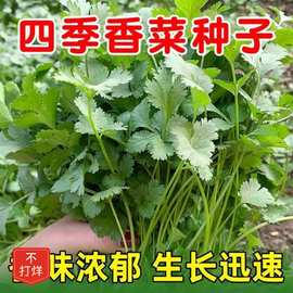 【四季香菜种子】泰国耐热阳台盆栽菜园蔬菜种子大叶香菜种籽香菜