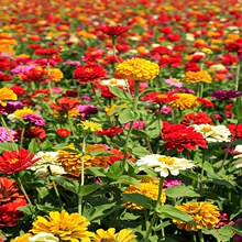 ���ѹ�˾���l���վշN�Ӳ����������ղݻ�������L�ļ��׻�N