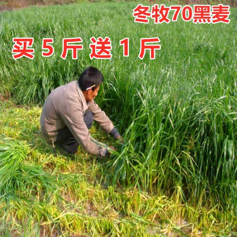 Кормовые семена зимние пастбища 70 Семена Граса курица утка гусь свинья Крупный рогатый скот овца рыбные семена зима холодостойкость