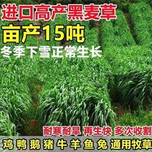 黑麦草种籽割耐寒牧草种籽冬牧70草四季喂鸡鸭鹅鱼牛羊猪兔草种子