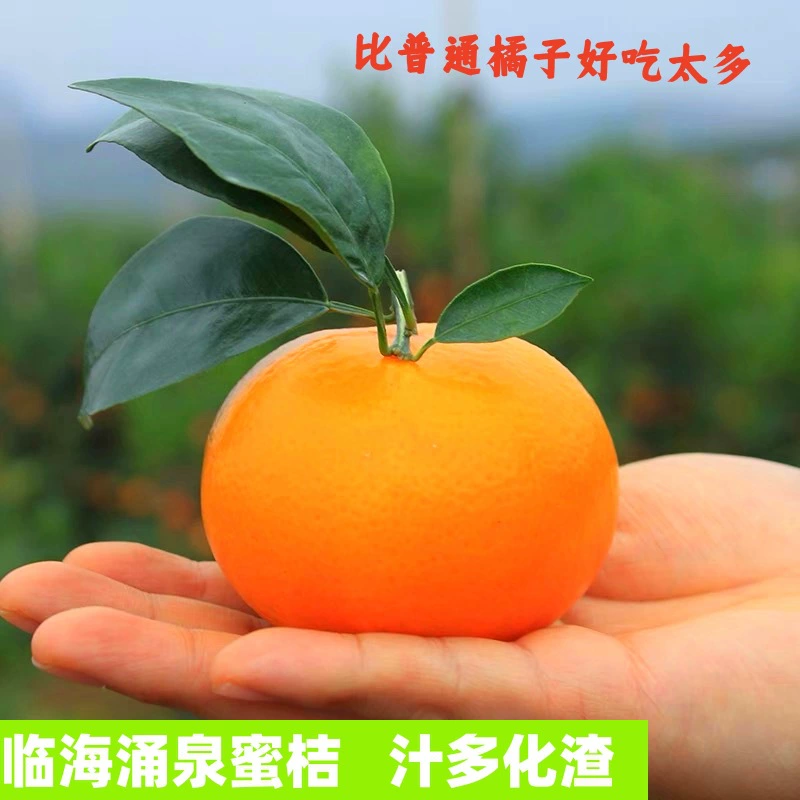 Аутентичный Linhai Yongquan Мандарин без косточек Тонкая кожура Апельсин Свежие Мандариновые фрукты в сезон
