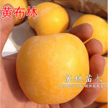 ������ľ �޽����Ә���-�Ϸ��S������ �S��������箔��Y�����]