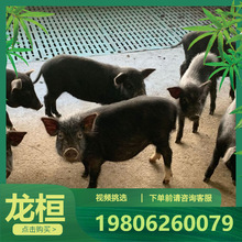 活体藏香猪多少钱一只 养殖场长期供应优质活体藏香猪苗幼崽