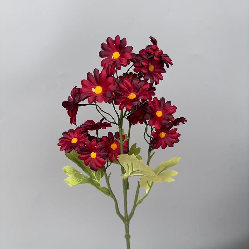 다두 카모마일 - 레드