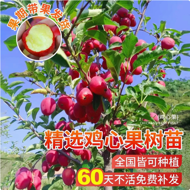 嫁接冰糖心苹果苗盆栽矮化苹果树苗室内北南方种植地栽当年结果树