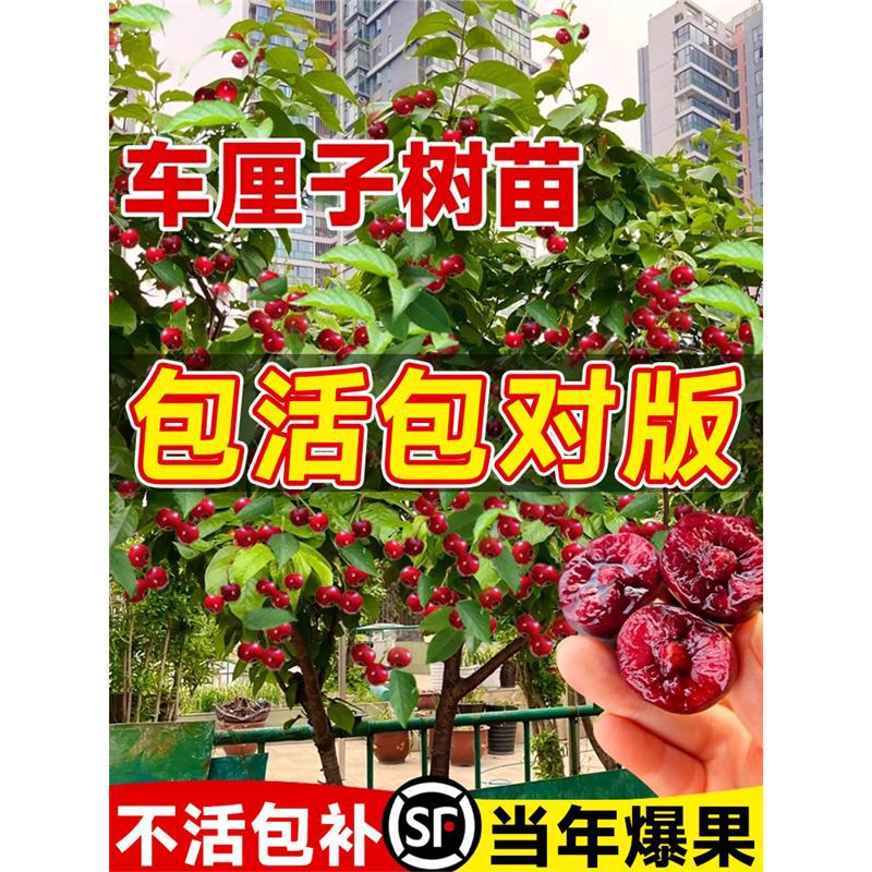 车厘子树苗盆栽果树果苗正宗特大耐寒南北方种植庭院室内四季好养