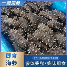 一晨海参 大连高端即食海参500g刺参即食海参 厂家批发 顺丰发货