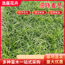 细叶麦冬草盆栽  矮麦冬多芽 金边麦冬绿化草坪 园林绿化绿化盆栽