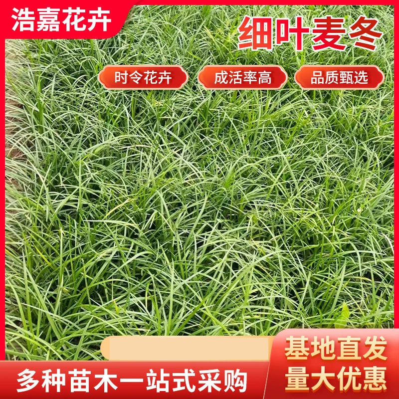 Офиопогон японский в горшке с тонкими листьями, гномий Офиопогон с множеством бутонов, Офиопогон с золотистыми краями для засыпки газонов, горшечное растение для озеленения сада.