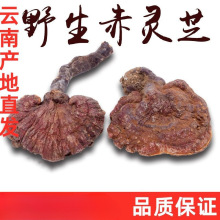 云南野生灵芝整枝林芝特产干货非长白山赤灵芝草切片黑紫灵芝