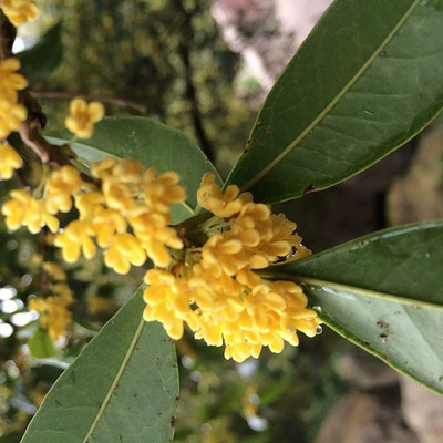 桂花乌龙茶奶茶原料茶桂花干花乌龙茶冷泡茶工夫茶叶散装茶500克