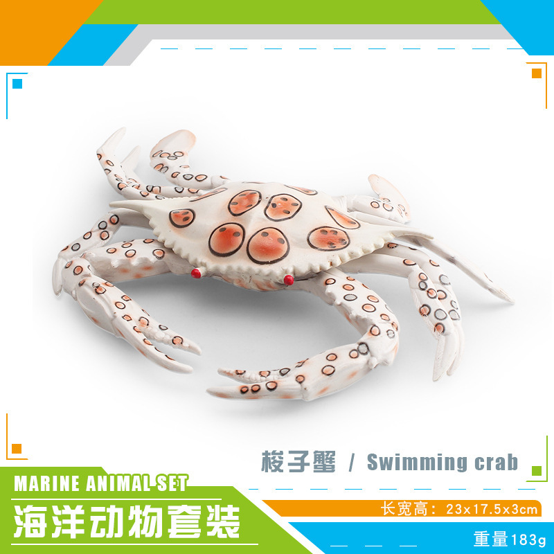 Simulación transfronteriza de marea de cangrejo de espalda alta cangrejo de boca abierta cangrejo rojo cangrejo sally cangrejo de vida marina modelo estático cangrejo ornamental