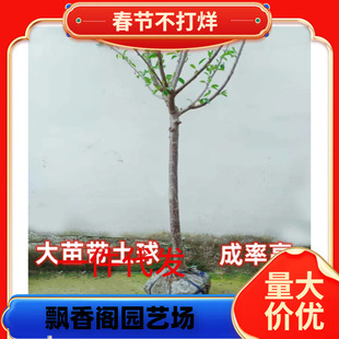 ����܇���ә��Ҙ������Ե��Դ�����Ϸ������Nֲ����Y���������