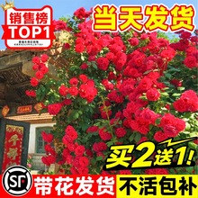 红木香花苗爬藤植物甜蜜黄白木香花树苗庭院四季开花大苗盆栽花卉