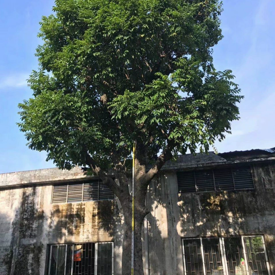 2110 поставка черного оливкового дерева Улан 30-80cm большое дерево искусственное саженцы садовый зеленый двор дерево