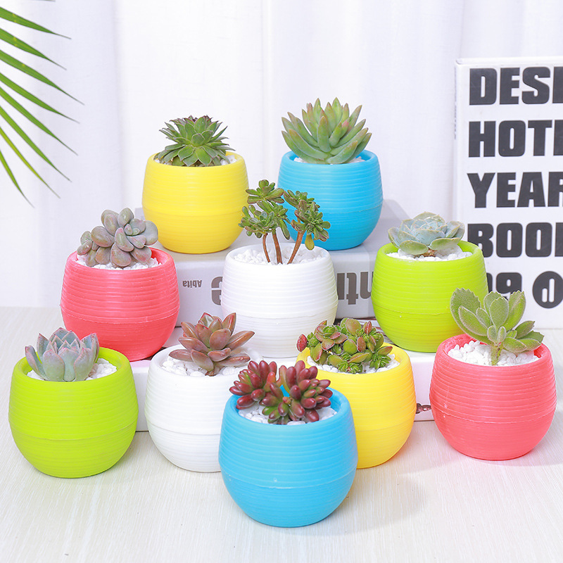 컬러풀 포트 A 패키지의 업그레이드 버전 (다육식물 10개 + 컬러풀 포트 10개 + 영양토양 2L + 300ML