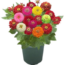 ղݻN߲ذ경߻NļҰվջѸɣ