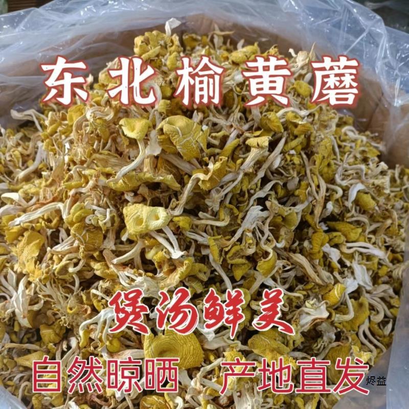 东北产新鲜野生榆黄蘑干货鸡油玉菇高品质农产品黄蘑