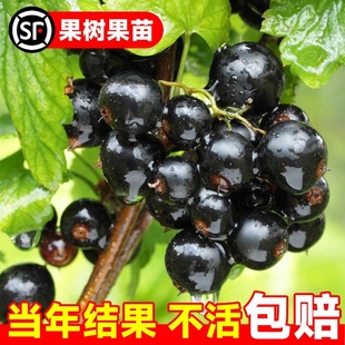 Grapevine Fruit Tree Fruit Seedlings Jiabao Fruit Seedless Grape Blackcurrant Potted Kyoho Seedless Fruit All Year Round