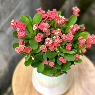 �F�����ͺ�����÷�����҃����̨ͥԺ�ļ��_����ϲ�����������l