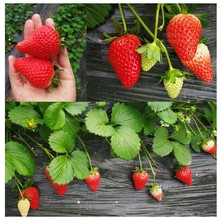 巨大型奶油莓种子 观赏蔬果种子 四季播种 花卉种子香种子A