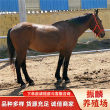 �T���ɹ��R �����R ��Č��ﰫ�R���R�R�x ���ΰ��R ���^���R����