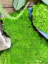 鲜活苔藓 苔藓微景观生态瓶白假山盆栽创意迷你植物diy材料水陆缸