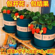家庭盆栽食用奶油草莓苗四季種植室內外陽台水果蔬菜大草莓種籽子