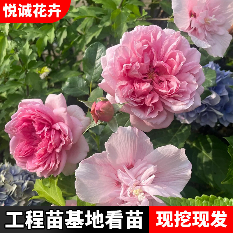 粉色木槿花树苗重瓣食用当年开花庭院阳台盆栽地栽粉花木槿苗盆栽