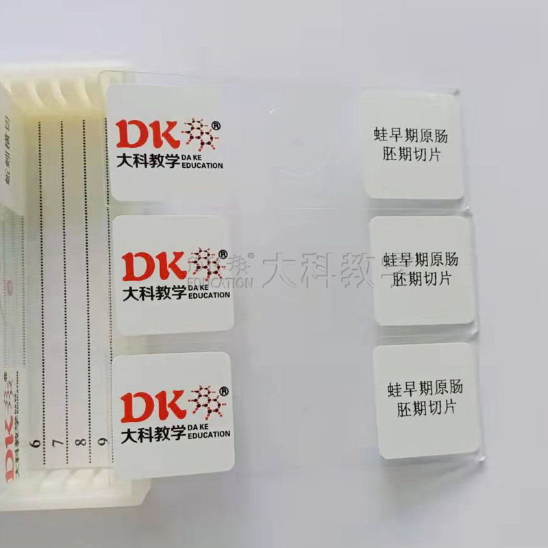 蛙早期原肠切片1