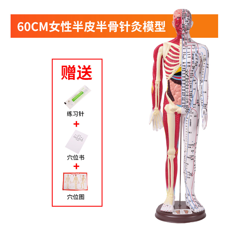 ���ֳ�����������Ѩλģ����İ�Ħ��ѧģ��60CM��Ƥ�뼡����ģ��