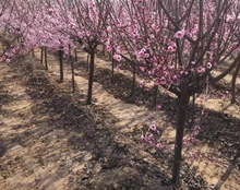 һ�����lԭ��÷������޽��D÷��÷�t÷��ɰ÷����÷ͥԺ�҃�����