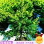 青海绿化定制工程树苗