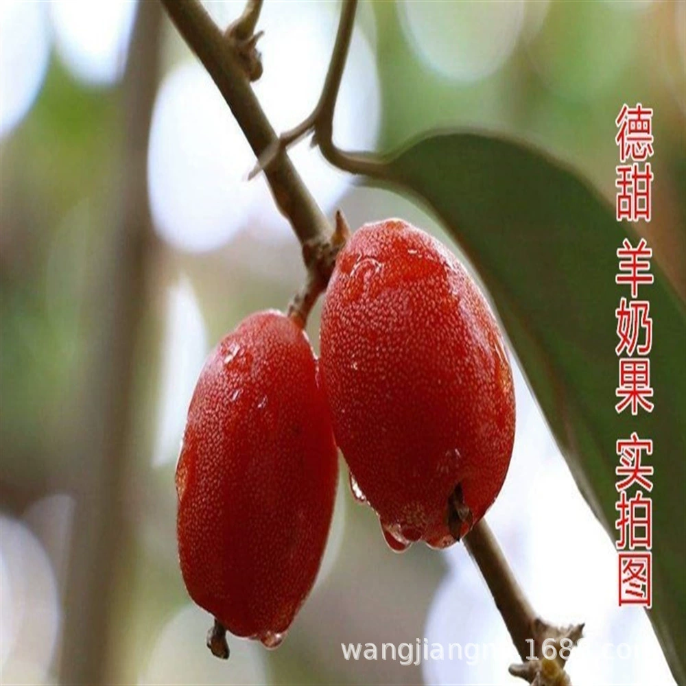 Драгоценные фрукты Таиланд Санья Рассада фруктовых деревьев Козье молоко Фруктовая рассада Посадка древесины Рассада фруктовых деревьев на юге и севере