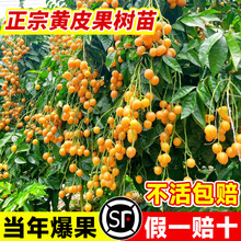 广西鸡心黄皮果树果苗嫁接黄皮树苗无核南方庭院黑金紫肉黄皮大苗