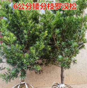 һ�����l�_�h�ɘ�����ȸ��ӭ����ͥԺ�e����픵��Կ�����������