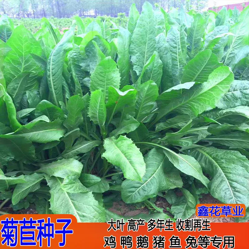 Семена цикория, семена крупнолистовых четырехсезонных овощей для кур, уток и гусей, семена трав для свиней и кроликов, семена многолетнего кормового цикория общего назначения.