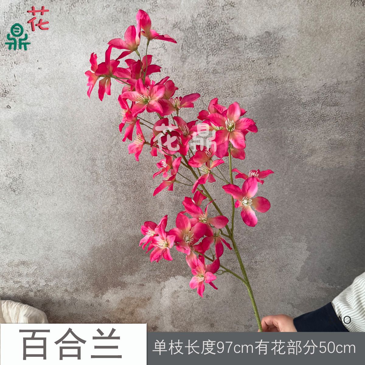 백합란 DAO 로즈 레드