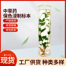 中草药保色浸制标本植物浸制标本玻璃瓶装中药自然保色教学器材