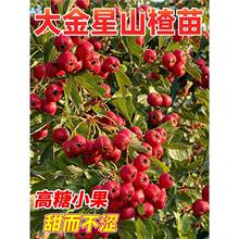 ɽ高޽tӮYͥԺϱļNֲ